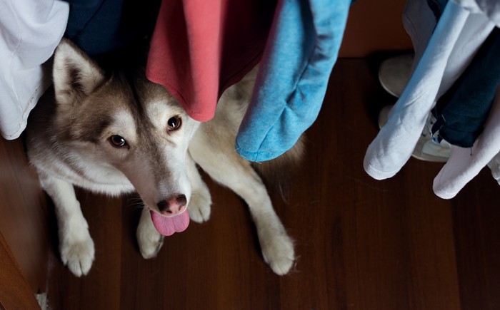 狭い場所に隠れる犬