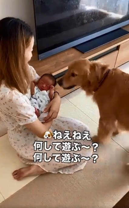 赤ちゃんと遊びたいラジャーくん