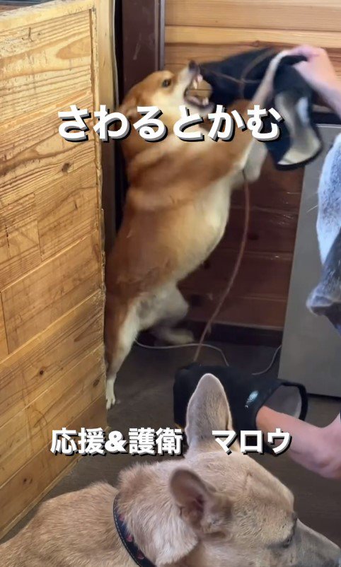 触ると咬む犬のリハビリ5