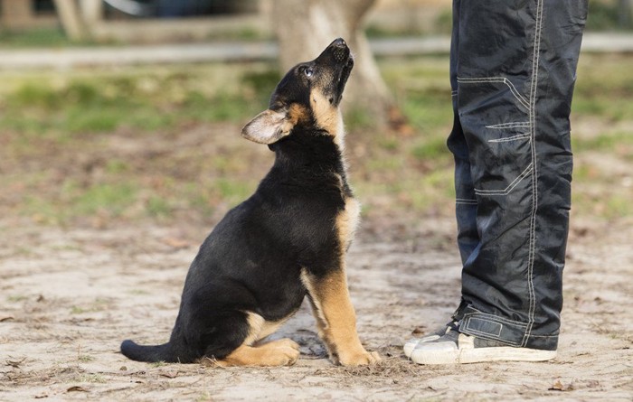 トレーニング中のシェパードの子犬