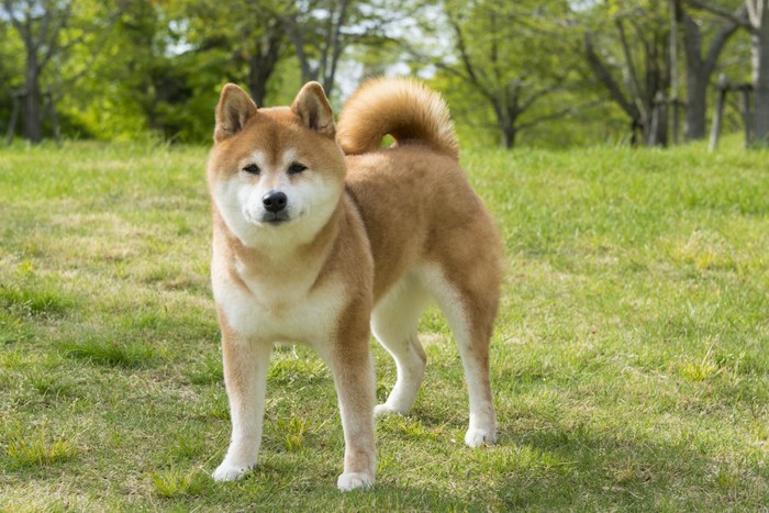 芝生に立ってこちらを見つめる柴犬