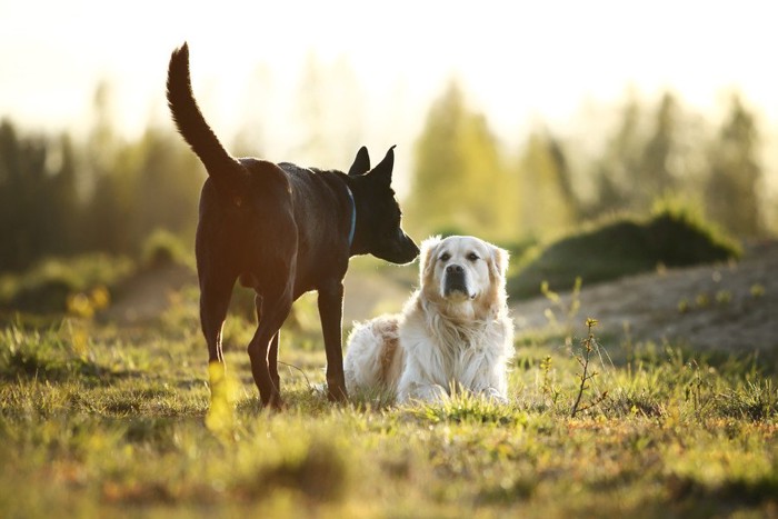 伏せる犬とニオイを嗅ぐ犬