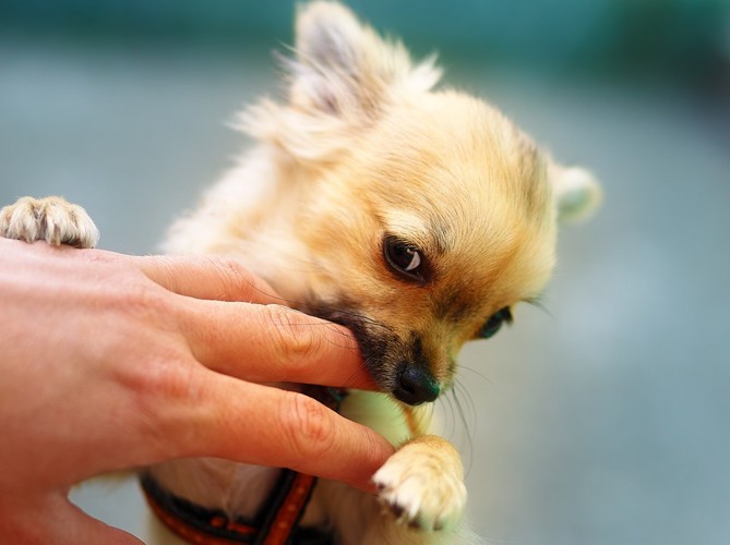 人の指を甘噛みするチワワの子犬