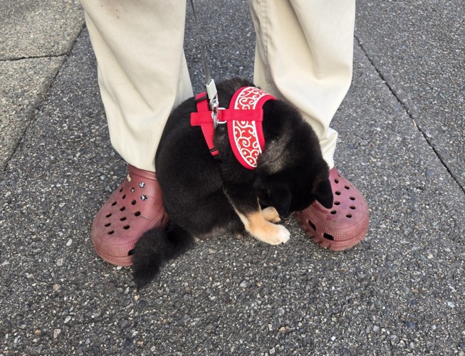 しょんぼり