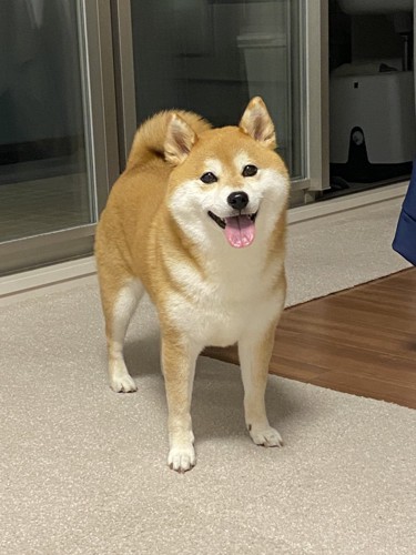 柴犬