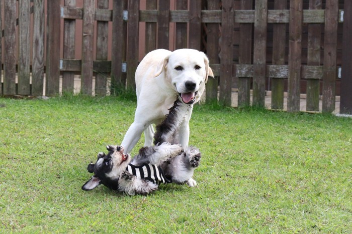 じゃれ合っている2匹の犬