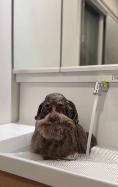 立派なおひげのおじいちゃん♪