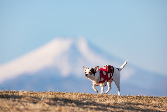 標的をにらみながら近寄る犬