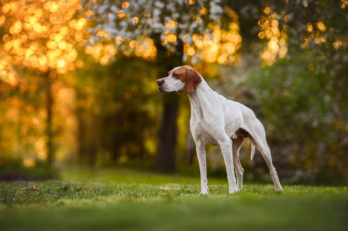 夕方の屋外で遠くを見つめるイングリッシュ・ポインター