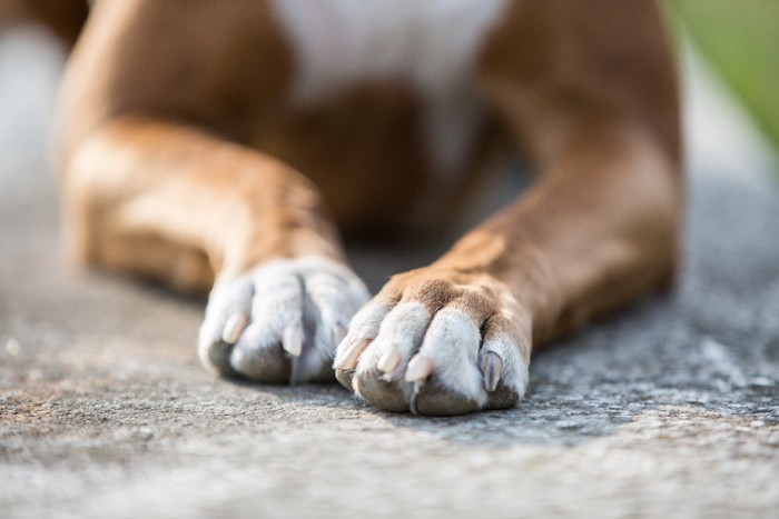 アスファルトの上の犬の足