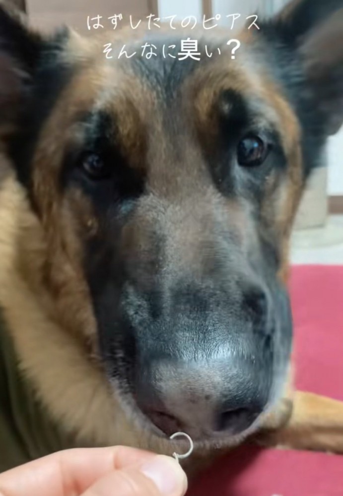 ピアスの匂いを嗅ぐ犬2