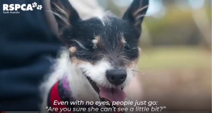 目を閉じた犬のアップ