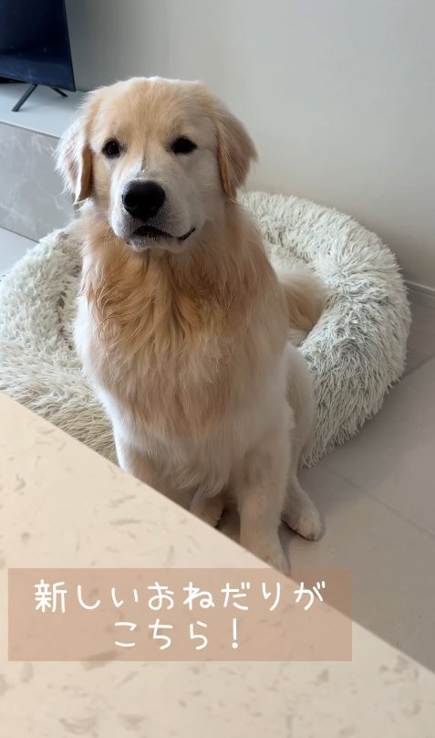 飼い主を見つめる大型犬