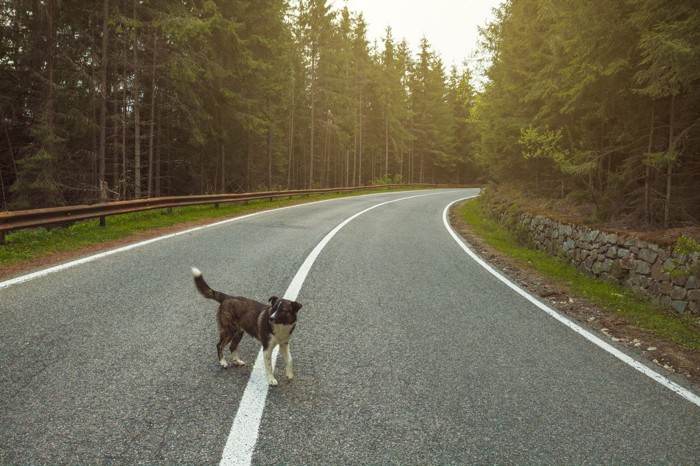 道路にいる犬