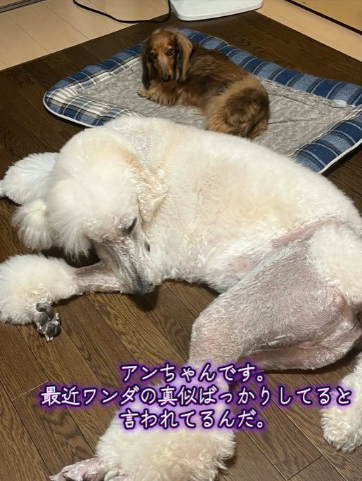 同居犬・アンちゃんとお昼寝
