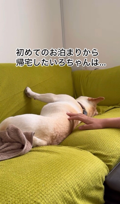 飼い主に背中を向けるフレブル