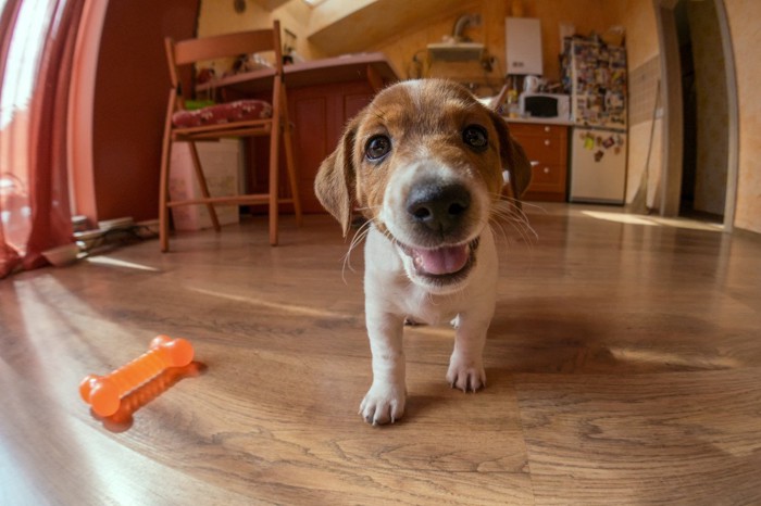室内を歩く犬
