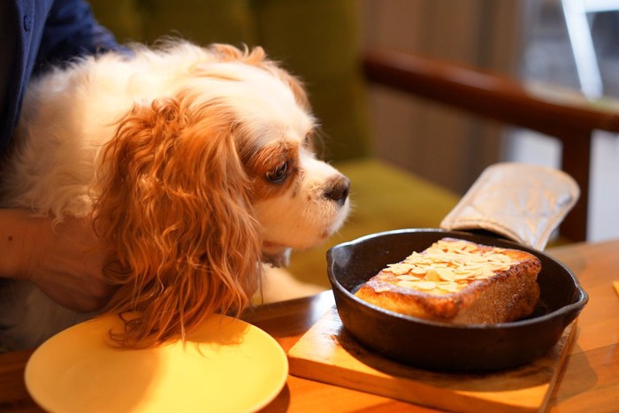 テーブルの上に置かれた食事を欲しがる犬