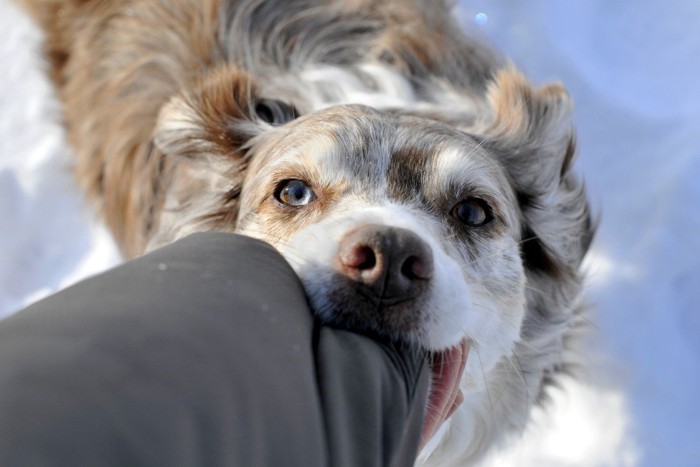 腕に噛みつく犬