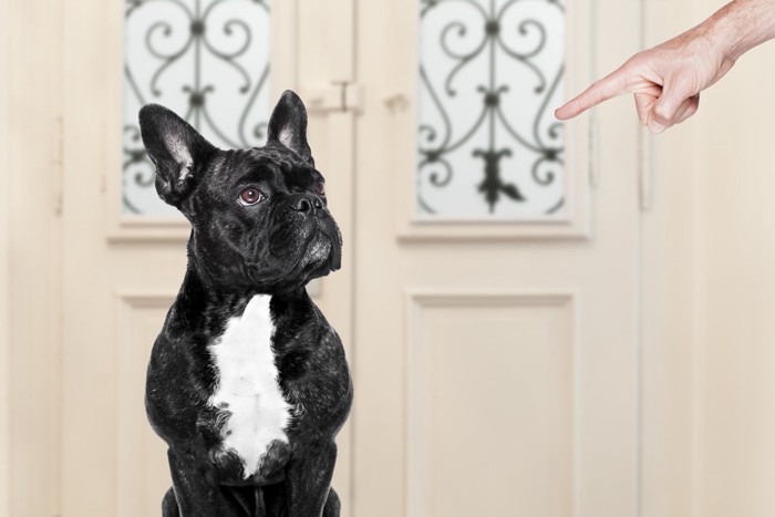 叱られている犬