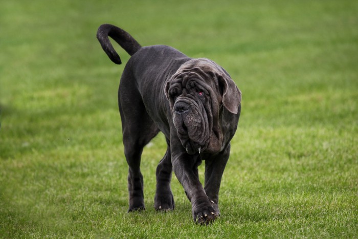 周囲を観察しながら歩くナポリタン・マスティフ