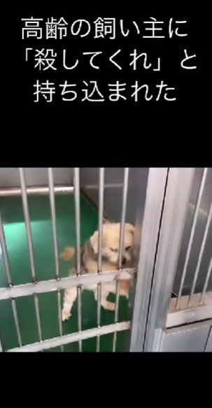 飼い主に見放された犬