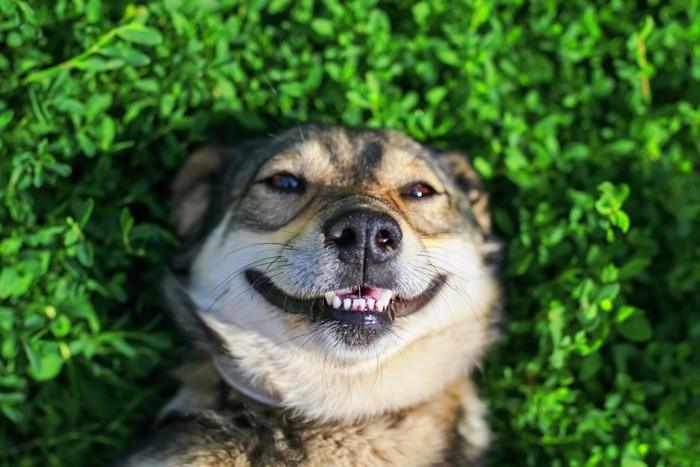 緑の上に寝転がる笑顔の犬