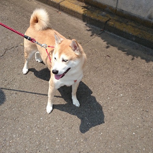 散歩をする柴犬の成犬