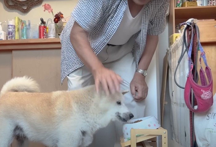 ご飯を食べる犬を撫でる人