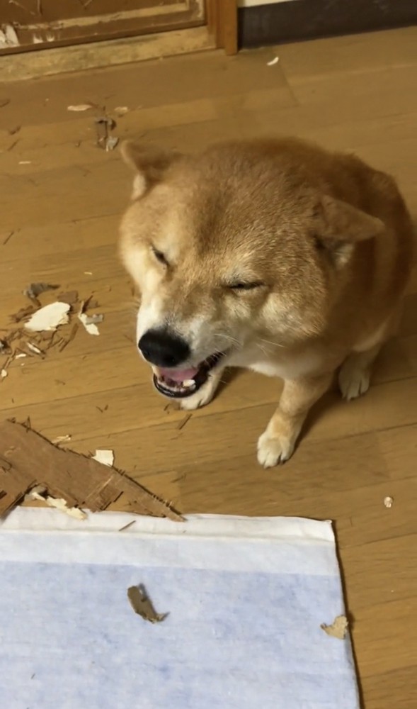口を開ける犬