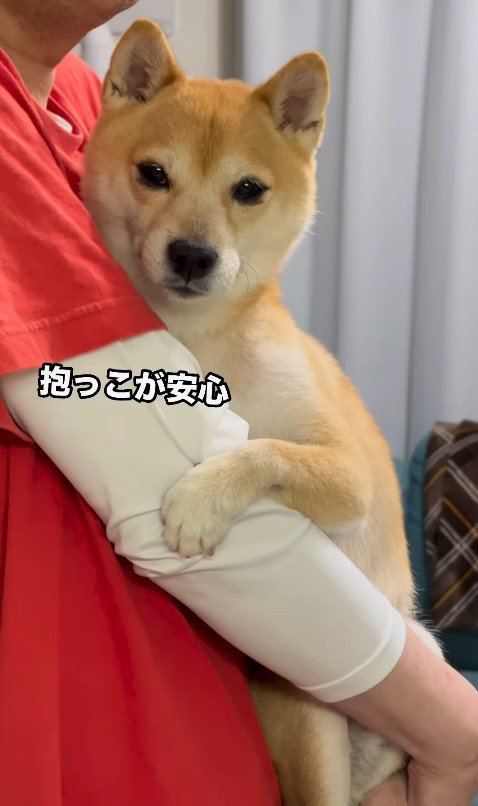 パパさんに抱っこしてもらうたもつ君