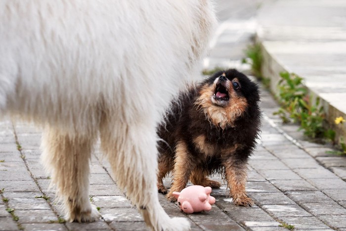 白い犬、威嚇する茶黒の犬、手元に落ちているおもちゃ