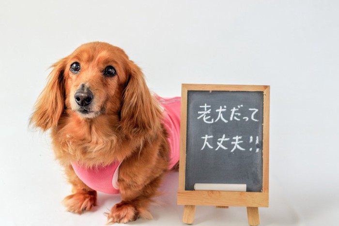 ダックスと「老犬だって大丈夫！」と書かれたボード