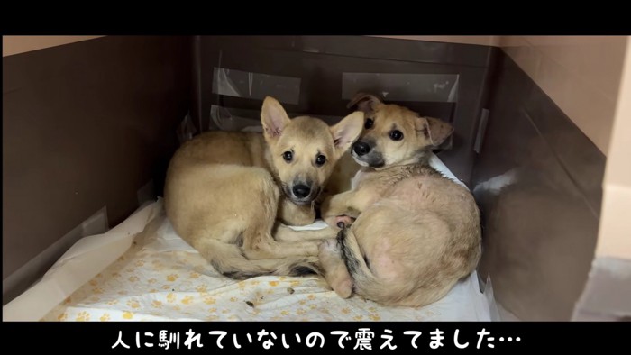 そのうちの2匹を預かり