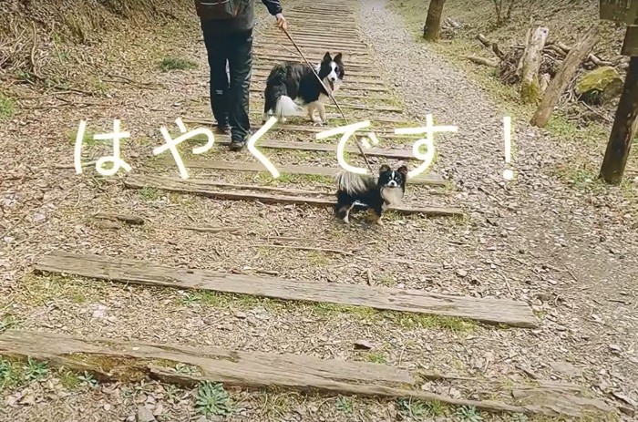 「はやくです！」と言う犬