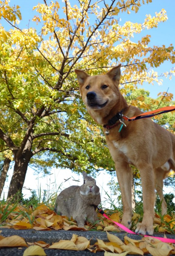 風太くんととんすけくん