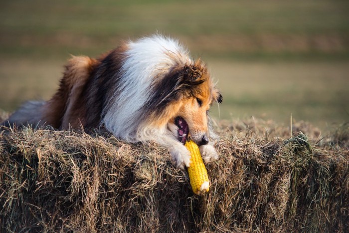 前足で押さえてトウモロコシを食べる犬