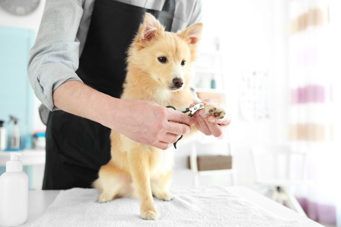 爪切りをする犬、黒いエプロン姿の人