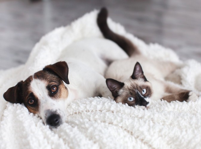 同じ寝方をする犬と猫