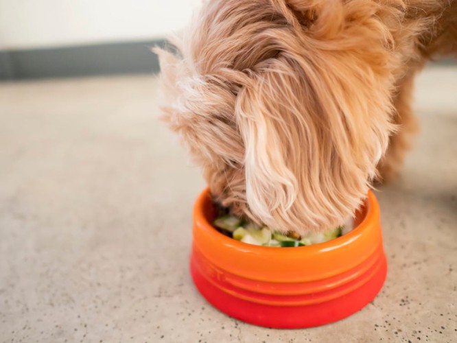 手作りのごはんを食べる犬