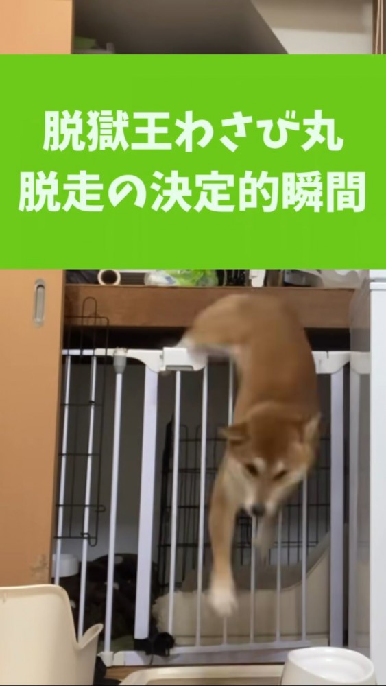 ケージからすり抜ける柴犬