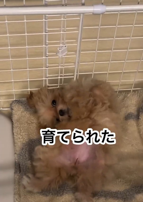 ひっくり返るのえるちゃん