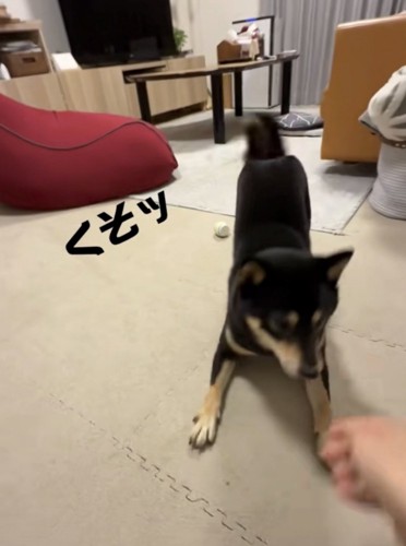 犬に手を近づける飼い主