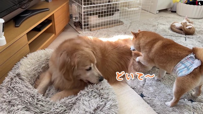 おからちゃんが日向を占拠!?