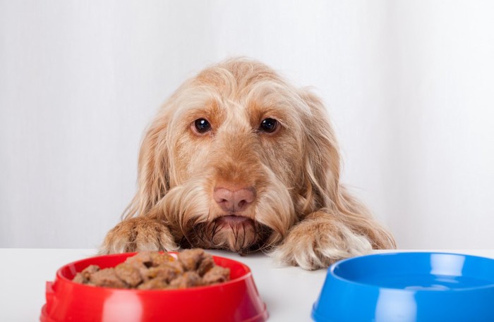 フードボウルの入ったご飯を見つめる犬