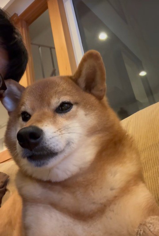 こたろう君の耳に触れた時の反応