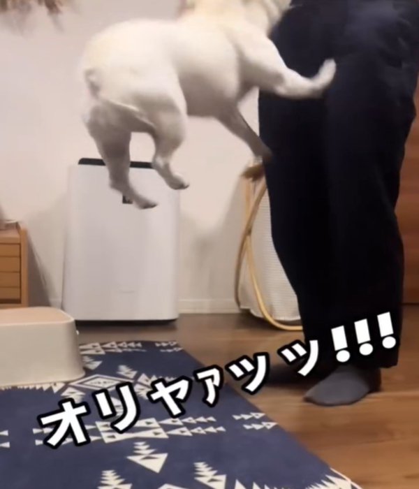 ジャンプする犬