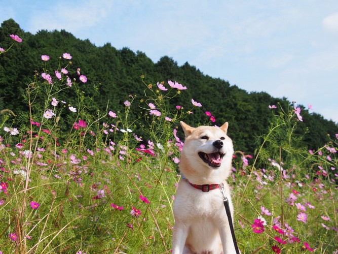 コスモスと柴犬