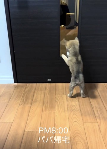 ドアの隙間を覗く子犬