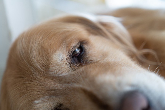 つらそうな犬